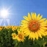 AdobeStock_83588822_Preview