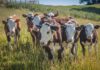 Livestock Association PAC hands out primary legislative endorsements