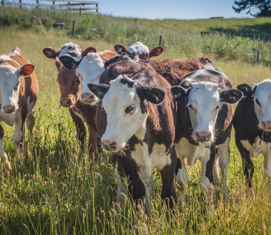 Livestock Association PAC hands out primary legislative endorsements
