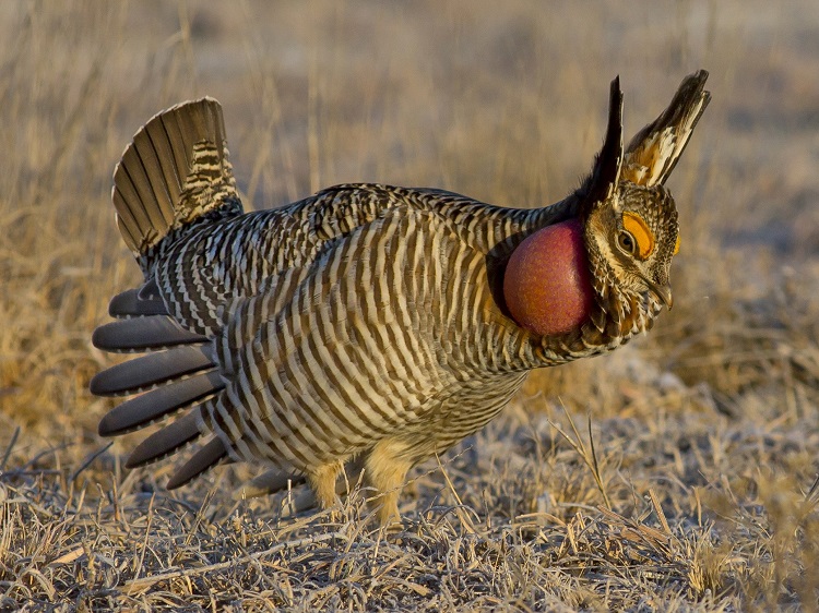 Federal regulators propose prairie chicken protections | Sunflower State  Journal