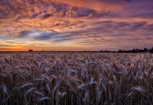 Sunday Reader: New ethics director hired; New Kobach poll