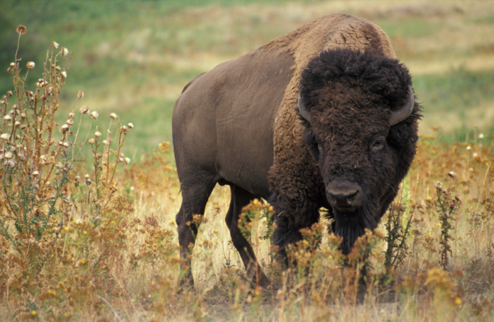 buffalo-e1534693828807
