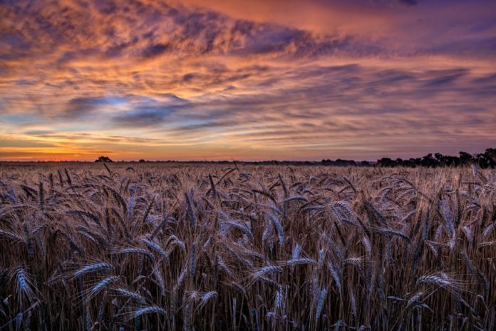 Wheatfield