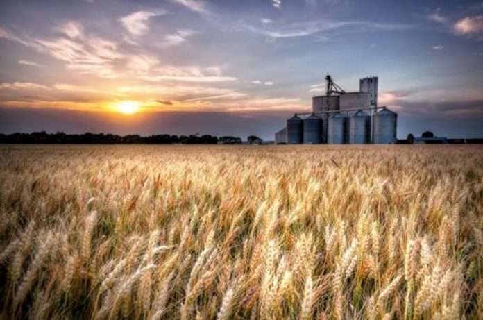 grain-633x420-1-1